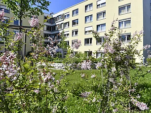 Man sieht ein gelbes Gebäude, im VOrdergrund schöne blühende Sträucher, es ist Frühling.