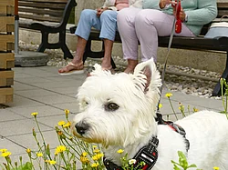 Zwei ältere Damen sitzen auf einer Bank im Garten, ein weißer kleiner Hund ist an der Leine.